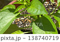 ピーマンの苗で活動するテントウ虫 138740719