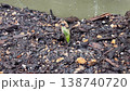 発芽した枝豆 138740720