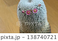 サボテン希望丸の花が咲いた 138740721