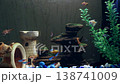 Ornamental fish swim peacefully in a home aquarium. 138741009