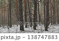 A lone traveller walking through a snow-covered pine forest 138747883