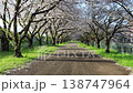 満開の桜並木（春イメージ） 138747964