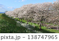 満開の桜並木（春イメージ） 138747965