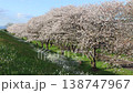 満開の桜並木（春イメージ） 138747967
