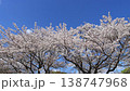 満開の桜並木と青空（春イメージ） 138747968