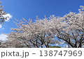 満開の桜並木と青空（春イメージ・pan） 138747969