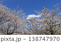 満開の桜並木と青空（春イメージ） 138747970