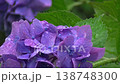 Close-up of hydrangeas with raindrops after the rain in a garden in early summer. Close-up, fixed image. 138748300