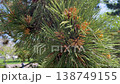 Close-up of the male flowers of a pine tree in spring. 138749155