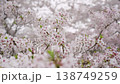 Cherry Blossoms	 138749259