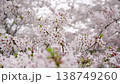 Cherry Blossoms	 138749260