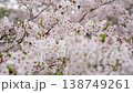 Cherry Blossoms	 138749261
