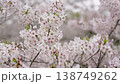 Cherry Blossoms	 138749262
