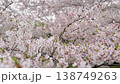 Cherry Blossoms	 138749263