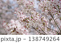 Cherry Blossoms	 138749264