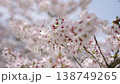 Cherry Blossoms	 138749265
