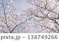 Cherry Blossoms	 138749266