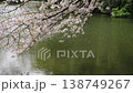 Cherry Blossoms	 138749267