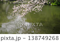 Cherry Blossoms	 138749268