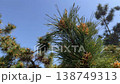 Pine blossoms and fresh green leaves stand out against the blue spring sky. 138749313