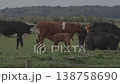 Young calf breastfeeding from its mother cow in a herd 138758690