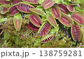 The camera slowly moves over dense thickets of Venus flytraps, a carnivorous plant. Close-up handheld shot, real time speed. 138759281