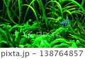 Small puffer fish swimming among vibrant aquatic plants in a lush freshwater planted aquarium with natural underwater scenery 138764857