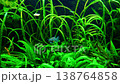 Small puffer fish swimming among vibrant aquatic plants in a lush freshwater planted aquarium with natural underwater scenery 138764858