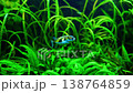 Small puffer fish swimming among vibrant aquatic plants in a lush freshwater planted aquarium with natural underwater scenery 138764859