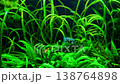 Puffer Fish Swimming in Lush Green Planted Aquarium 138764898