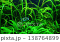 Puffer Fish Swimming in Lush Green Planted Aquarium 138764899