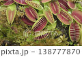 The camera slowly moves over dense thickets of Venus flytraps, a carnivorous plant. Close-up handheld shot, real time speed. 138777870