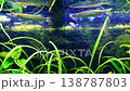 A freshwater fish Ctenolucius hujeta hujeta swims among aquatic plants underwater.  138787803