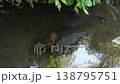 Giant carp in Igawa Path, Gujo Hachiman 138795751