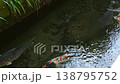 Giant carp in Igawa Path, Gujo Hachiman 138795752