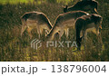 A urinating deer, authentic wildlife moment capturing natural animal behavior in a peaceful meadow setting 138796004