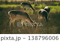 Deer grazing in sunlit meadow wildlife nature scene 138796006