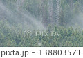 ヒノキ花粉の飛散 138803571