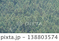 ヒノキ花粉の飛散 138803574