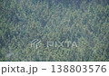 ヒノキ花粉の飛散 138803576