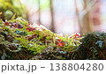 在山路上偶然發現的美麗景色 138804280
