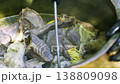 Chef in gloves stirs boiled meat for plov in a large cauldron 138809098