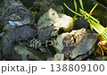Large Chunks of Boiled Meat for Plov with Sliced Yellow Onion in Big Kazan Pot 138809100