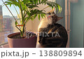 cat by the window eating houseplant aroid palm 138809894
