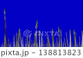 army spears and swords raised up on a blue screen 138813823