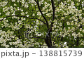 Dogwood trees in full bloom and sunlight filtering through the fresh green leaves (4K, Hibiya Park) 138815739