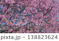 Close up view, large cherry blossom tree canopy filling frame. Dense pink sakura flowers. Blooming branches layers create rich natural pattern texture on blue sky. Petals seamless floral background 138823624