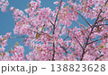 Blooming sakura branches against bright blue spring sky. Small bird feeds among pink flowers. Lively seasonal garden. Detailed floral textures. Natural harmony of nature in Japanese spring landscape 138823628