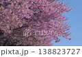 Close up, large pink full bloom cherry blossom crown on clear blue sky in Japan spring. Delicate sakura tree flowers blooming during springtime. Petals on branches in traditional Japanese nature 138823727