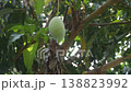 ripe mango tropical fruit hanging from branch on tree in garden picking by basket 138823992